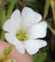 Cerastium arabidis