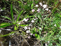 Gypsophila repens