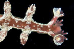 Hancockia uncinata