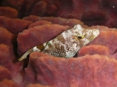 Canthigaster papua