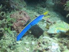 Rhinomuraena quaesita