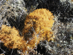 Teloschistes capensis