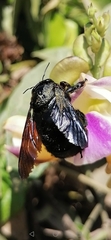 Xylocopa gualanensis