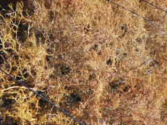 Teloschistes capensis