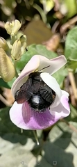 Xylocopa gualanensis