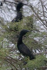 Phalacrocorax fuscicollis