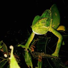 Chamaeleo zeylanicus