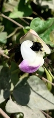 Xylocopa gualanensis