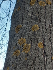 Xanthoria parietina