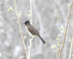 Pycnonotus barbatus layardi
