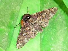 Biston robustum robustum