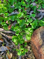 Dichondra occidentalis