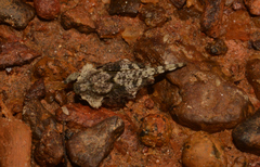 Amorphopus notabilis