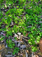 Dichondra occidentalis