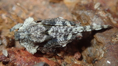 Amorphopus notabilis