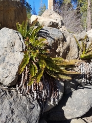 Polystichum imbricans imbricans