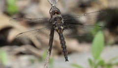 Epitheca petechialis