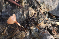 Ciboria amentacea