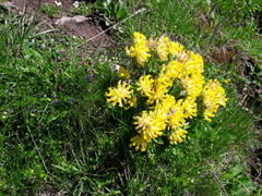 Anthyllis vulneraria alpestris
