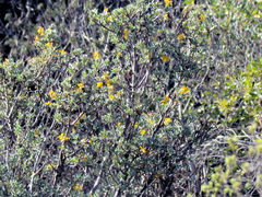 Lasiosiphon meisnerianus