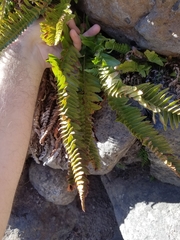 Polystichum imbricans imbricans