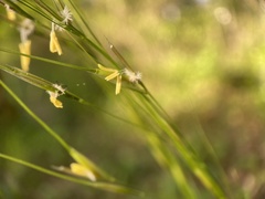 Nassella leucotricha
