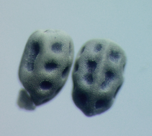 Euphorbia peplus