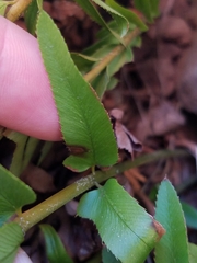 Polystichum imbricans imbricans