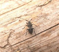 Leiopus linnei