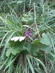 Aquilegia atrata