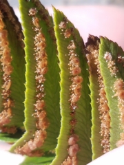 Polystichum imbricans imbricans