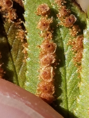 Polystichum imbricans imbricans
