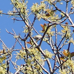 Chlorodrepanis flava