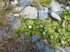 Nablonium calyceroides