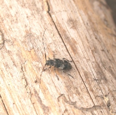 Leiopus linnei