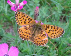 Boloria titania