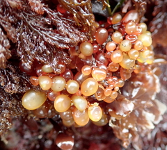 Botryocladia pseudodichotoma