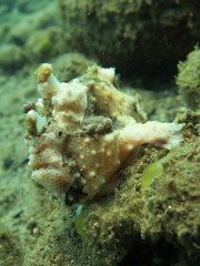 Antennarius maculatus