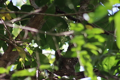 Colaptes auricularis