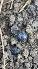 Armadillidium vulgare