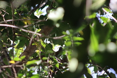 Colaptes auricularis