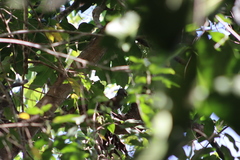 Colaptes auricularis