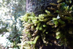 Weymouthia cochlearifolia