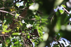 Colaptes auricularis