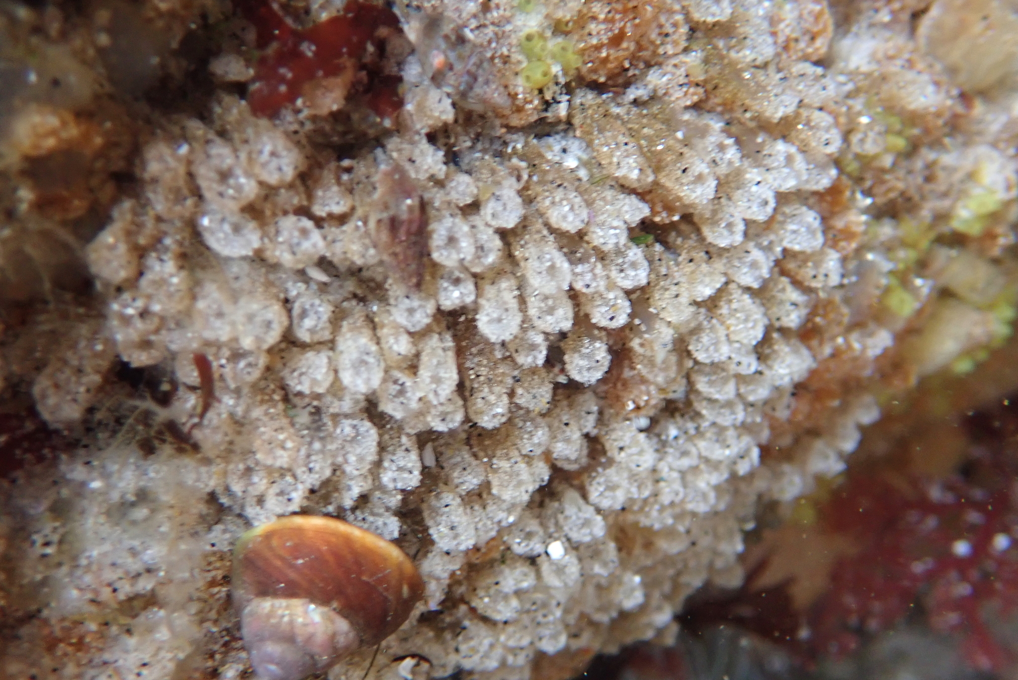 Euherdmania claviformis (Ritter, 1903)