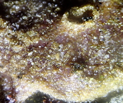 Aplidium solidum