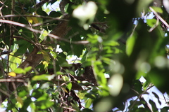 Colaptes auricularis