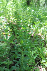 Euphorbia procera