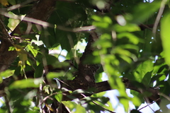 Colaptes auricularis