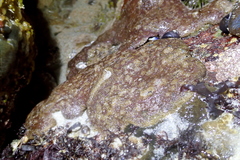 Aplidium solidum